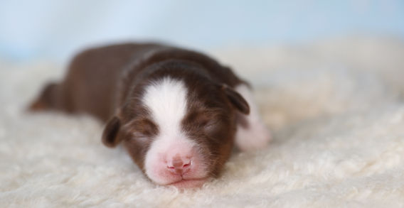 Multi Veteran CH & Veteran GCH Blue Hearts Vayèn x Midwest Nebraska's Red Willow