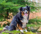 Miniature American Shepherd pup Maddy x Willow