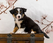 Miniature American Shepherd pup Olivia x Blue