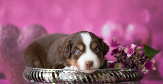 Multi Veteran CH & Veteran GCH Blue Hearts Vayèn x Brassy Acres Hey Good Lookin