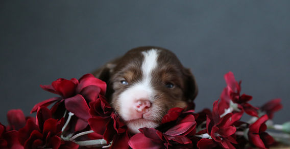 Multi Veteran CH & Veteran GCH Blue Hearts Vayèn x Midwest Nebraska's Red Willow