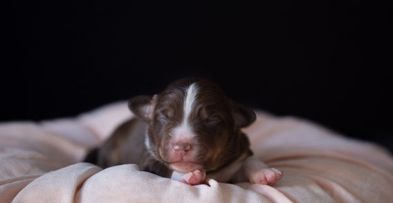 Miniature American Shepherd pup - Yentremas Time to Sprint at Imola x CH LilSunKiss Extra Swagger