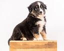 FCI Miniature American Shepherd puppies Maddy x Bongo