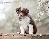 FCI Miniature American Shepherd pups Vayèn x Willow