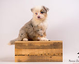 Miniature American Shepherd pup Maddy x Bongo