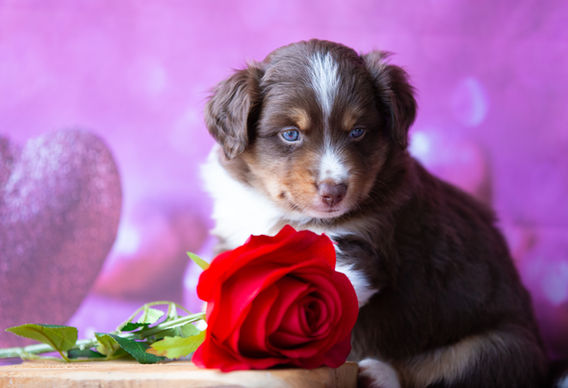 Miniature American Shepherd pup - Yentremas Time to Sprint at Imola x CH LilSunKiss Extra Swagger