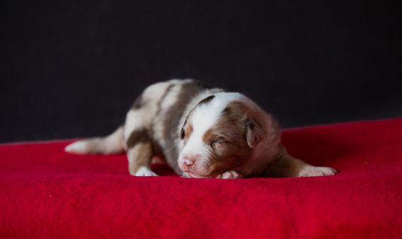 Miniature American Shepherd pup - Yentremas Time to Sprint at Imola x CH LilSunKiss Extra Swagger