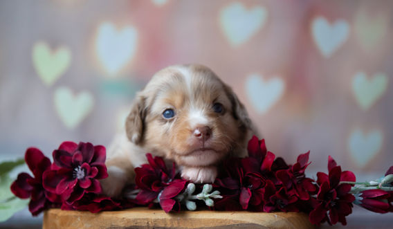 Miniature American Shepherd pup - Yentremas Time to Sprint at Imola x CH LilSunKiss Extra Swagger