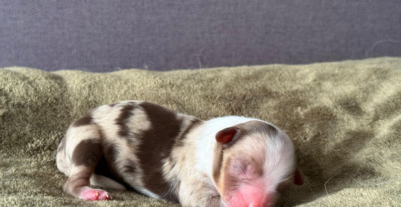 Miniature American Shepherd pup - Yentremas Time to Sprint at Imola x CH LilSunKiss Extra Swagger