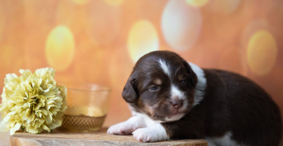 Multi Veteran CH & Veteran GCH Blue Hearts Vayèn x Brassy Acres Hey Good Lookin