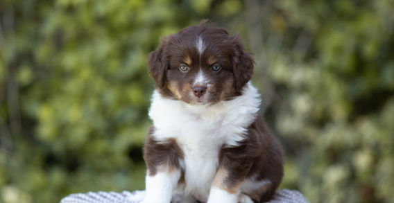 Multi Veteran CH & Veteran GCH Blue Hearts Vayèn x Brassy Acres Hey Good Lookin