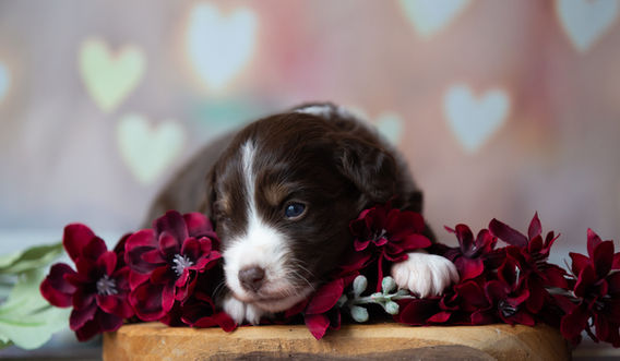 Miniature American Shepherd pup - Yentremas Time to Sprint at Imola x CH LilSunKiss Extra Swagger