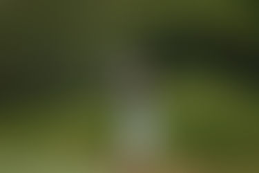 Late Birdies Seal Win for Fauver