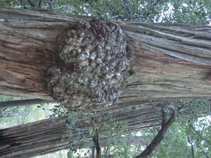 Delusion or reality is what “the committee” agrees upon.