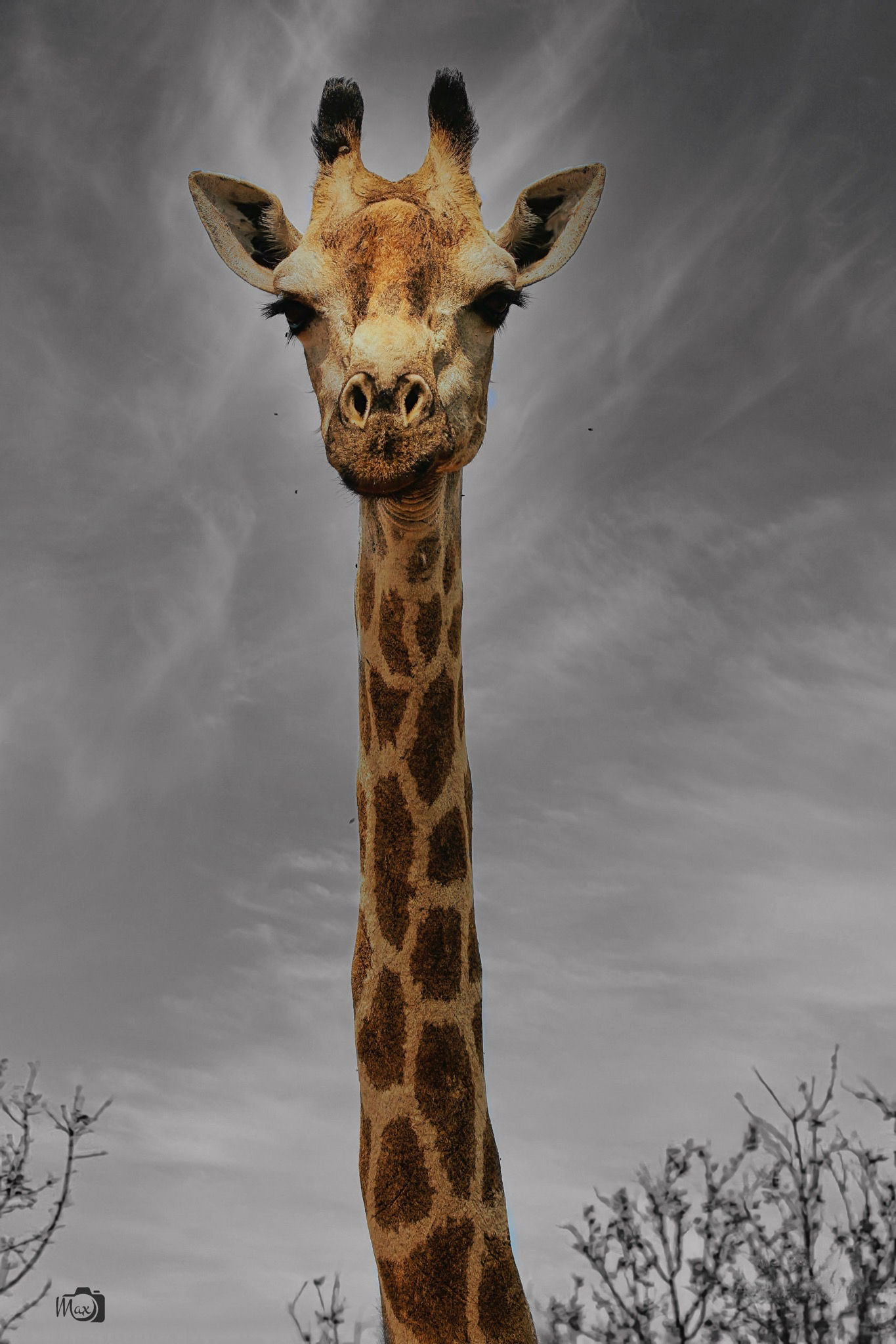 GIRAFFE