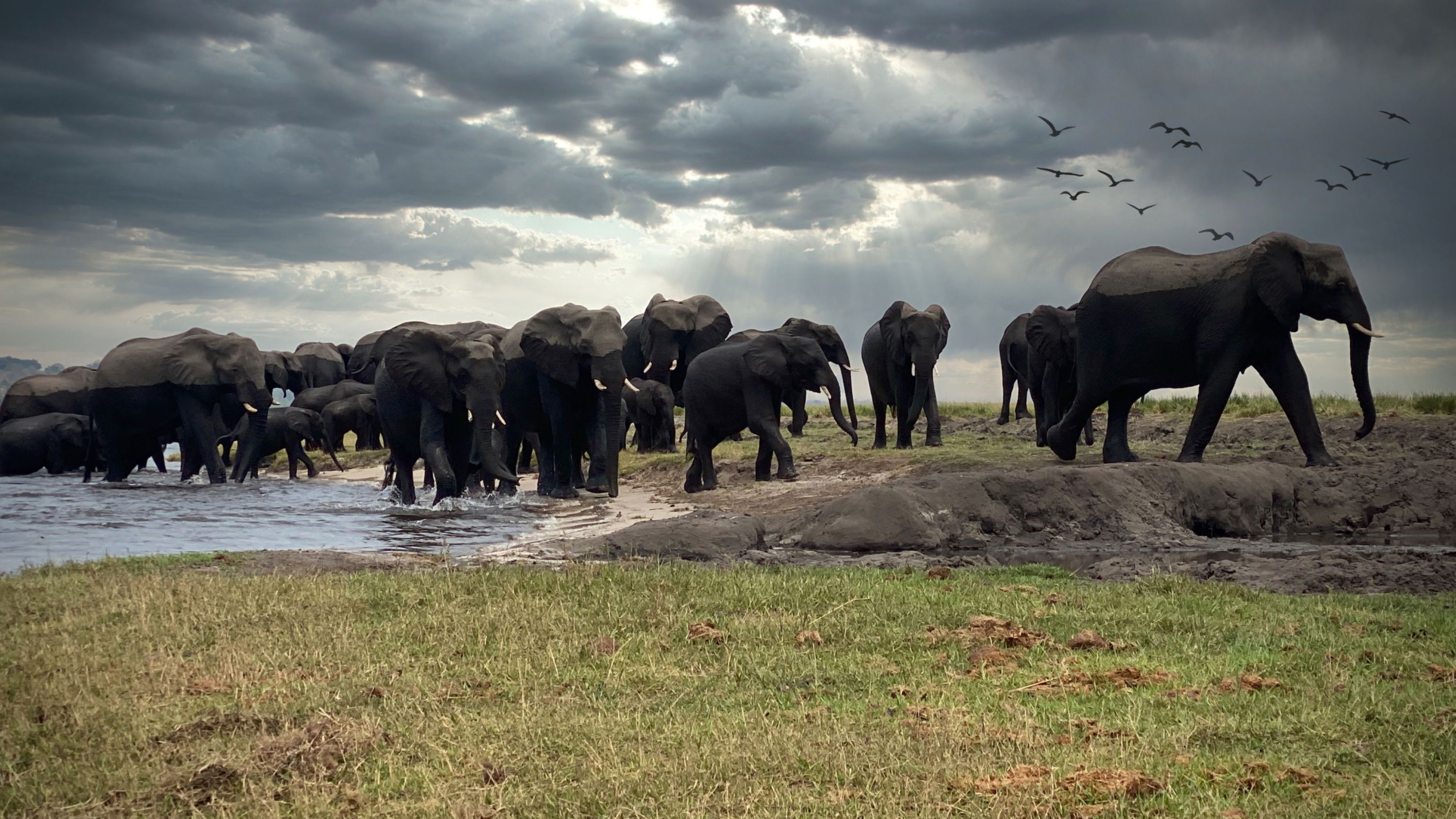 OLIFANTEN CROSS-OVER