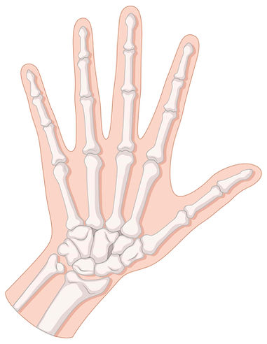 Animazione delle ossa che compongono la mano e polso