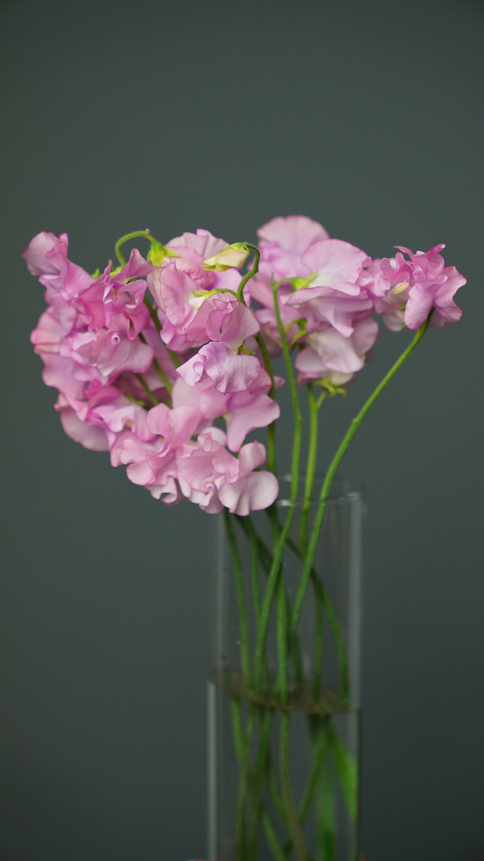 wax melts with sweet pea scented wax