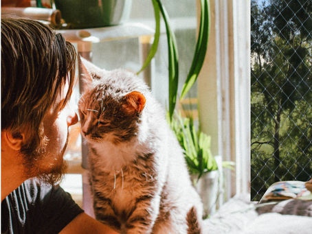 Adoptar un Gato: Beneficios, Cuidados y Seguridad en el Hogar