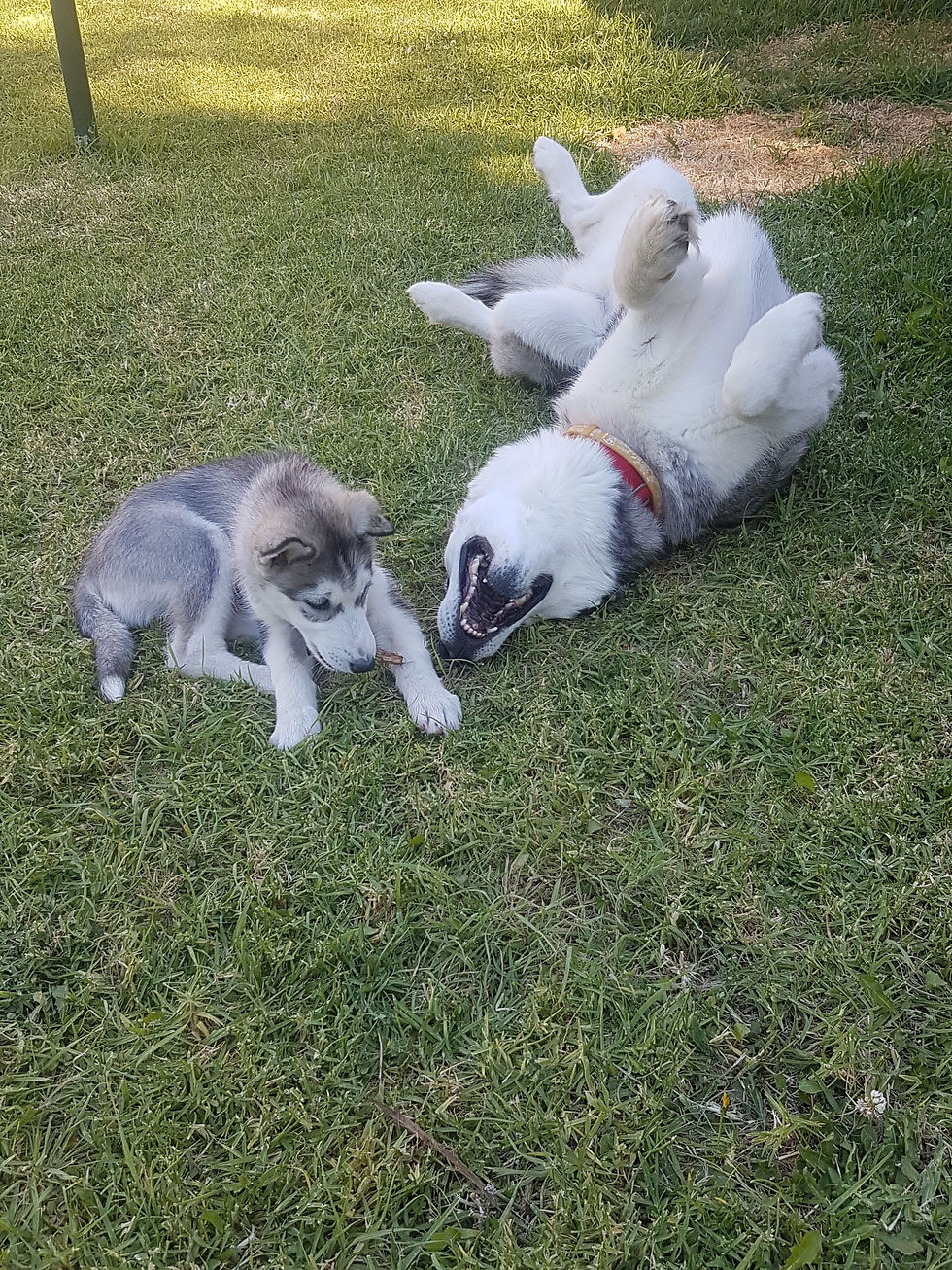 Indie and Chief