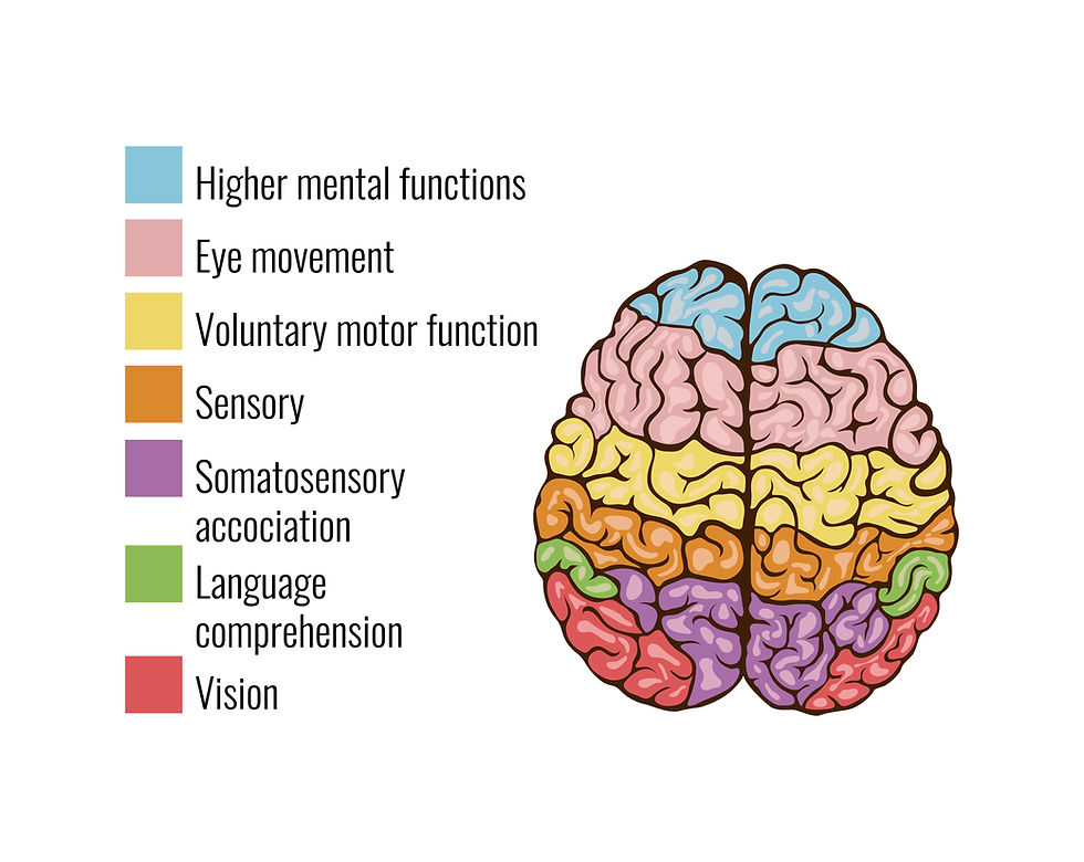 Infographic showing the outer surface of the human brain and its colour-coded brain functions. Source: Freepik, https://www.freepik.com/