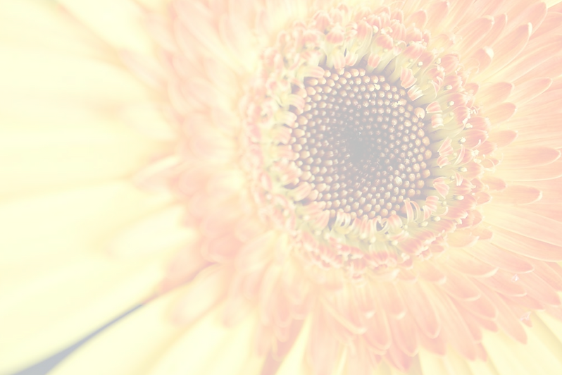 Sunflower Close Up _edited.png