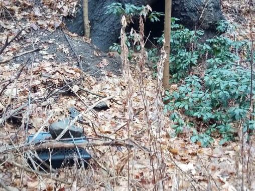 Reward increased to $6K for information on cat found frozen to death in ...