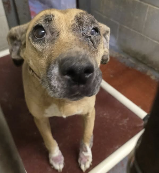 $5K reward offered for info on dog found abandoned in Glastonbury