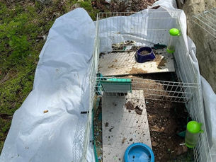 Animal advocate group offers $5K reward after bunny, guinea pig found in Seymour