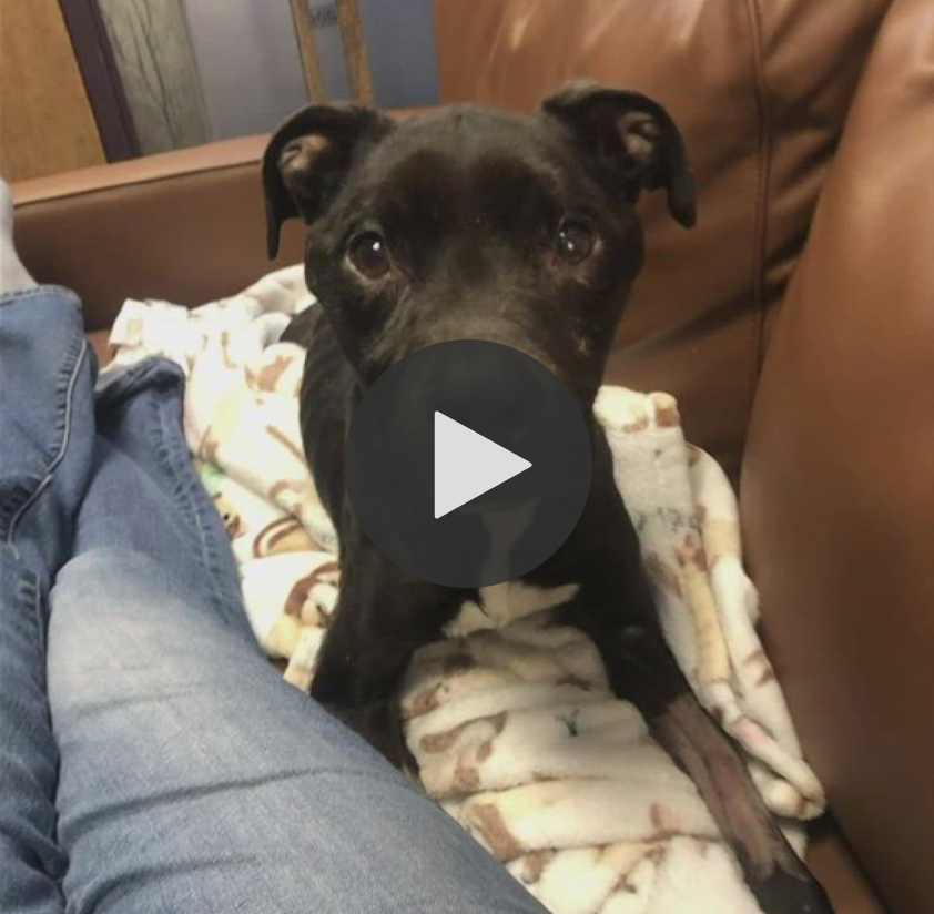 Eight-year-old Ryder, a pit bull mix, was found severely emaciated and dehydrated at a home in Hamden last month.