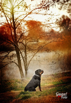 ottorottweiler