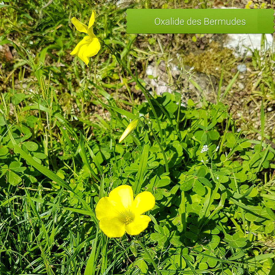 Oxalide des Bermudes - couvre sol, comestible et médicinale