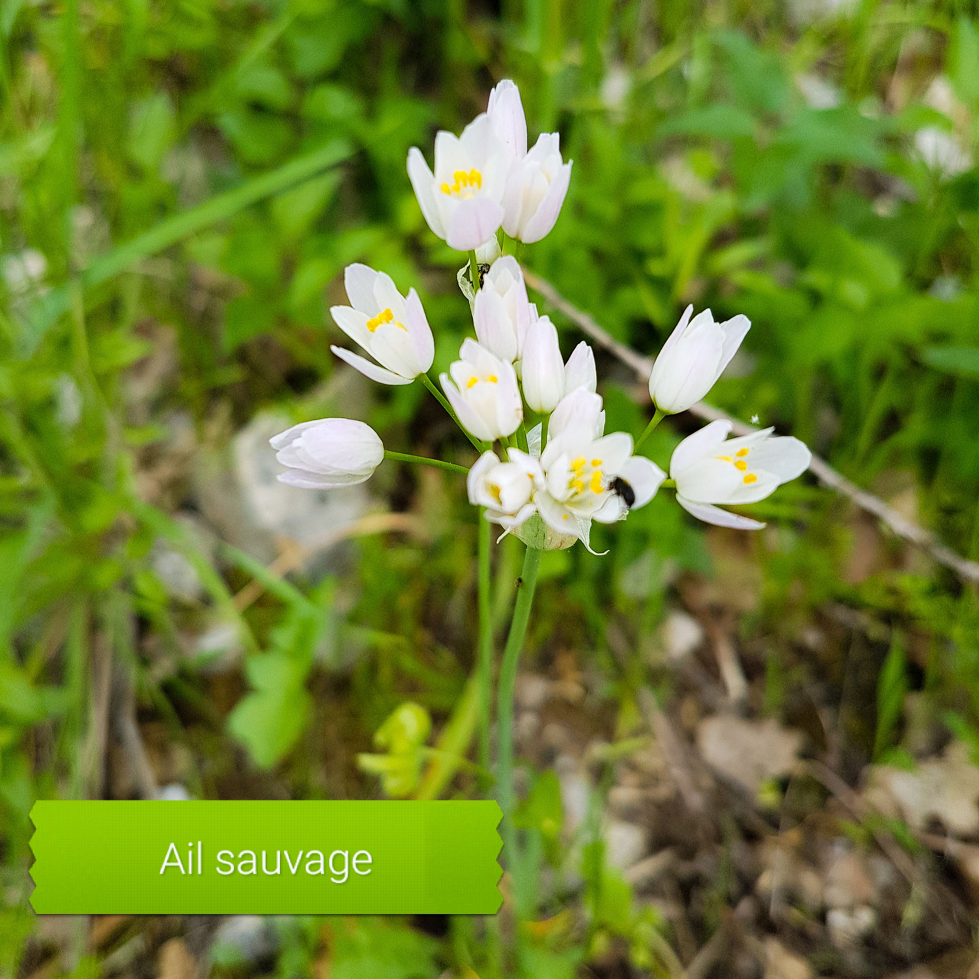 Ail des ours - plante sauvage des alpes maritimes