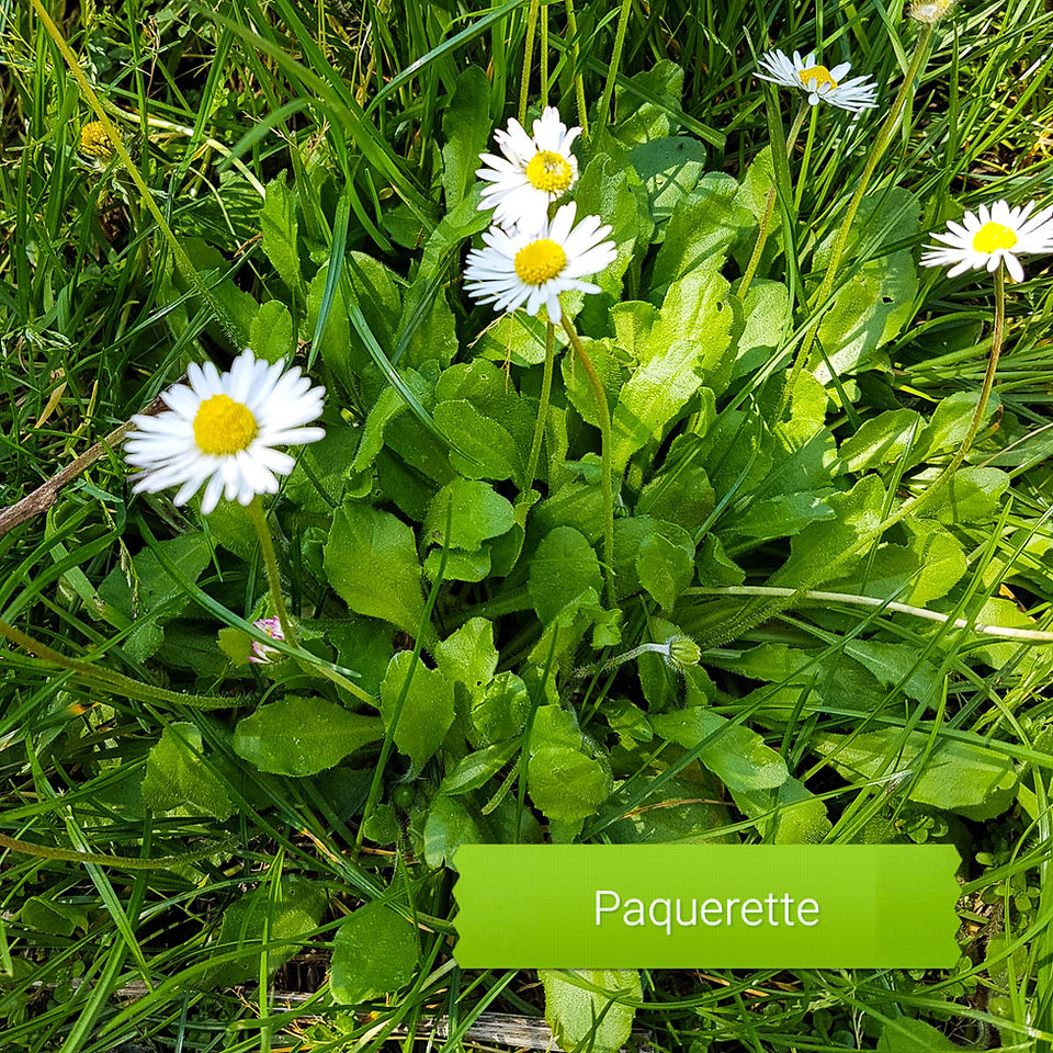 Pâquerette - plante médicinale et comestible