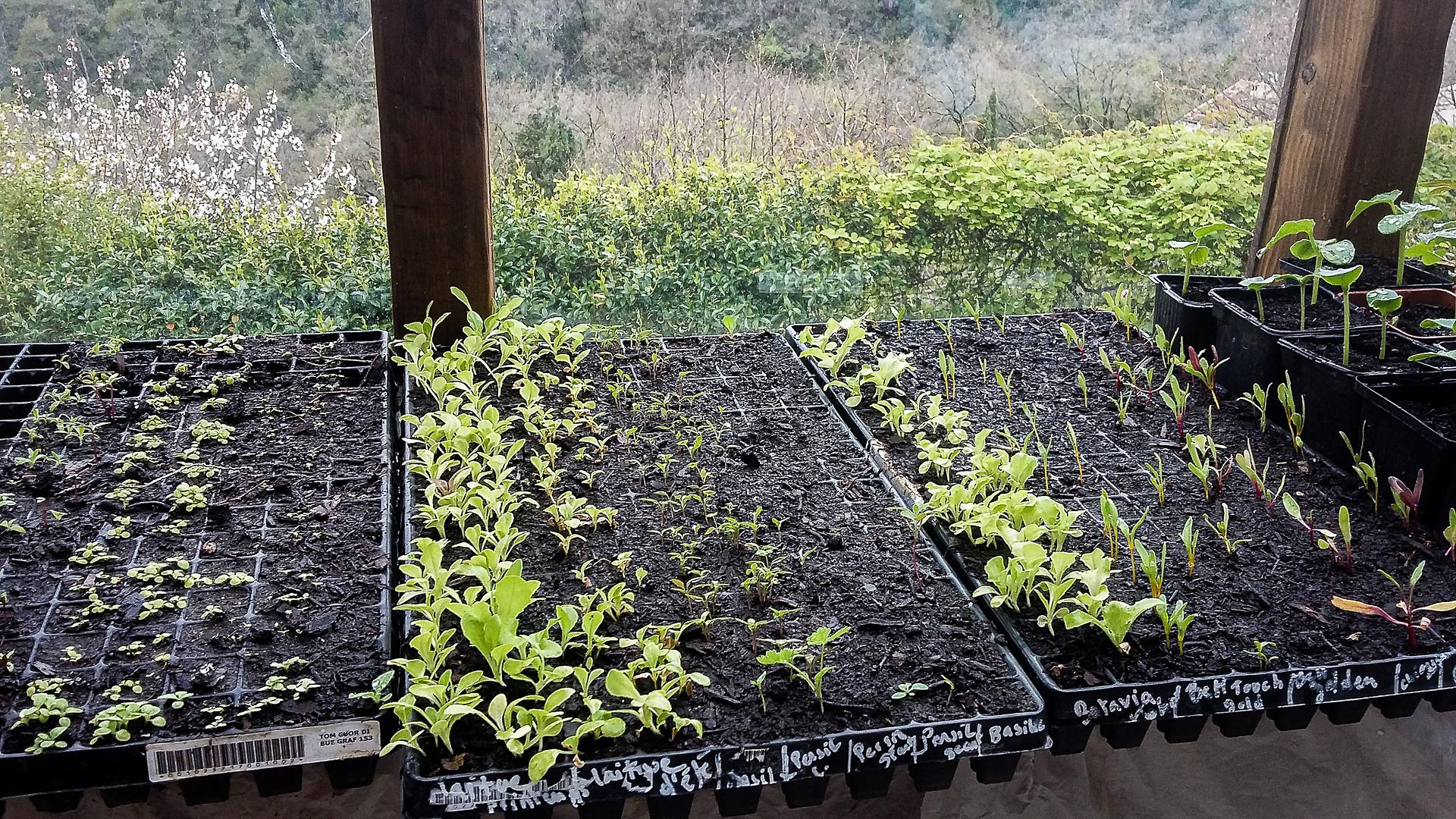 Salades & fleurs - préparer les semis de printemps
