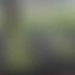 Salades & fleurs - préparer les semis de printemps