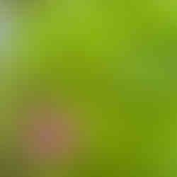 Oxalis Deppei - plante des alpes maritimes