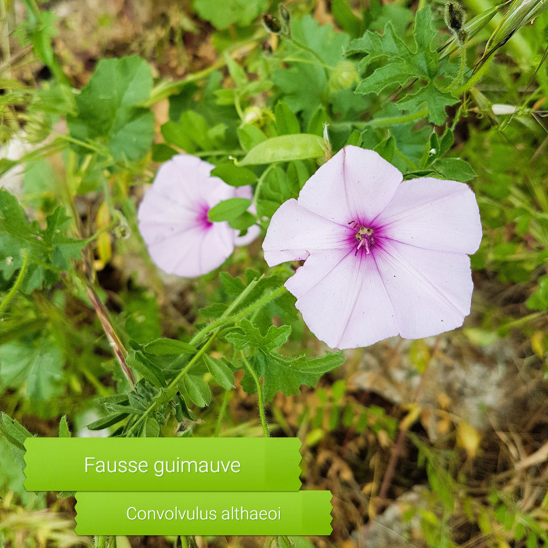 Fausse guimauve - plante des alpes maritimes