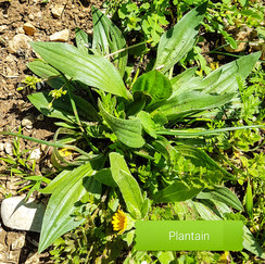 Plantain - plante médicinale majeure