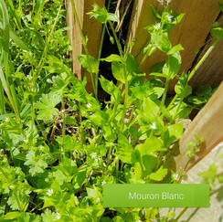 Mouron Blanc - plante médicinale et comestible des alpes maritimes