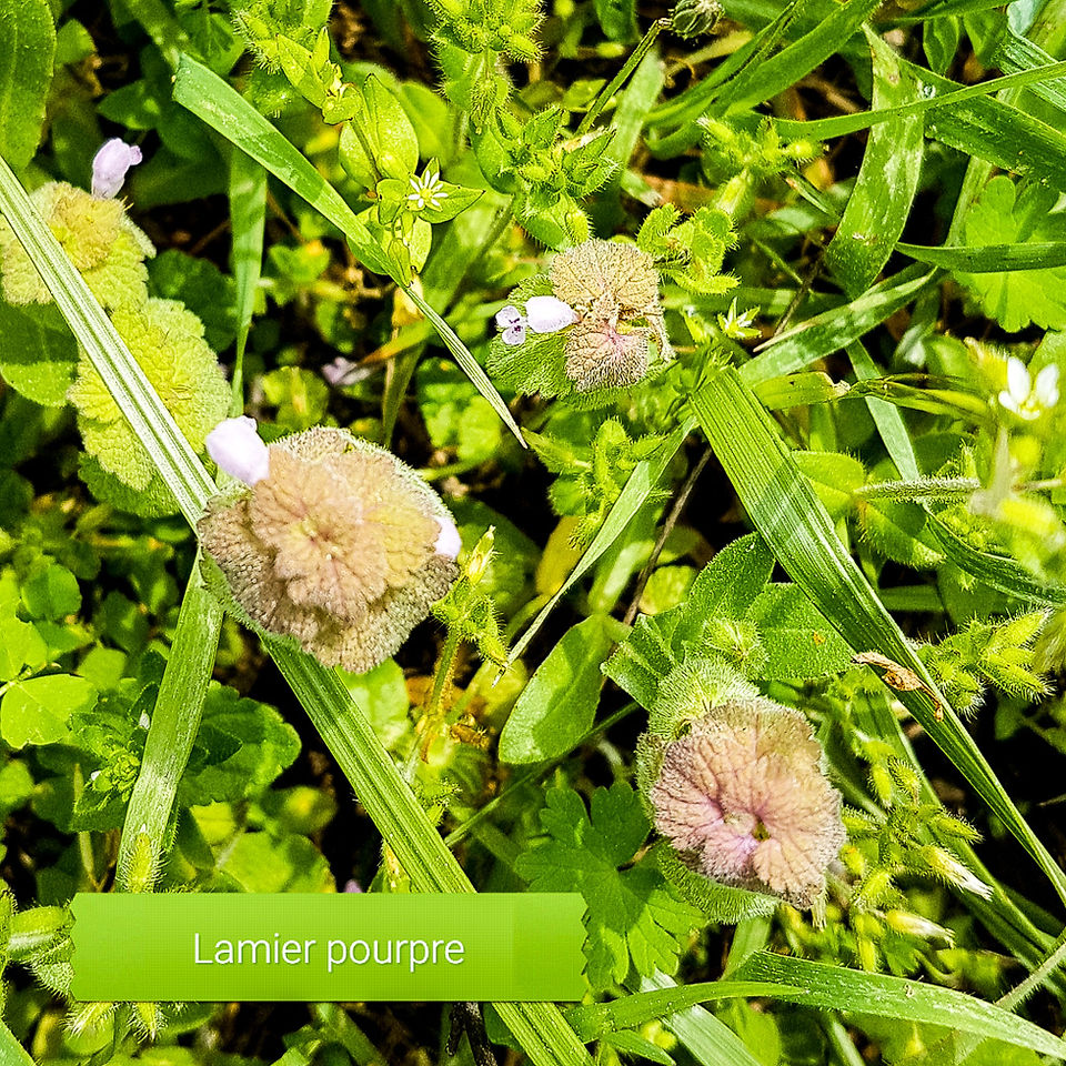 Lamier Pourpre - plante comestible et médicinale des alpes maritimes