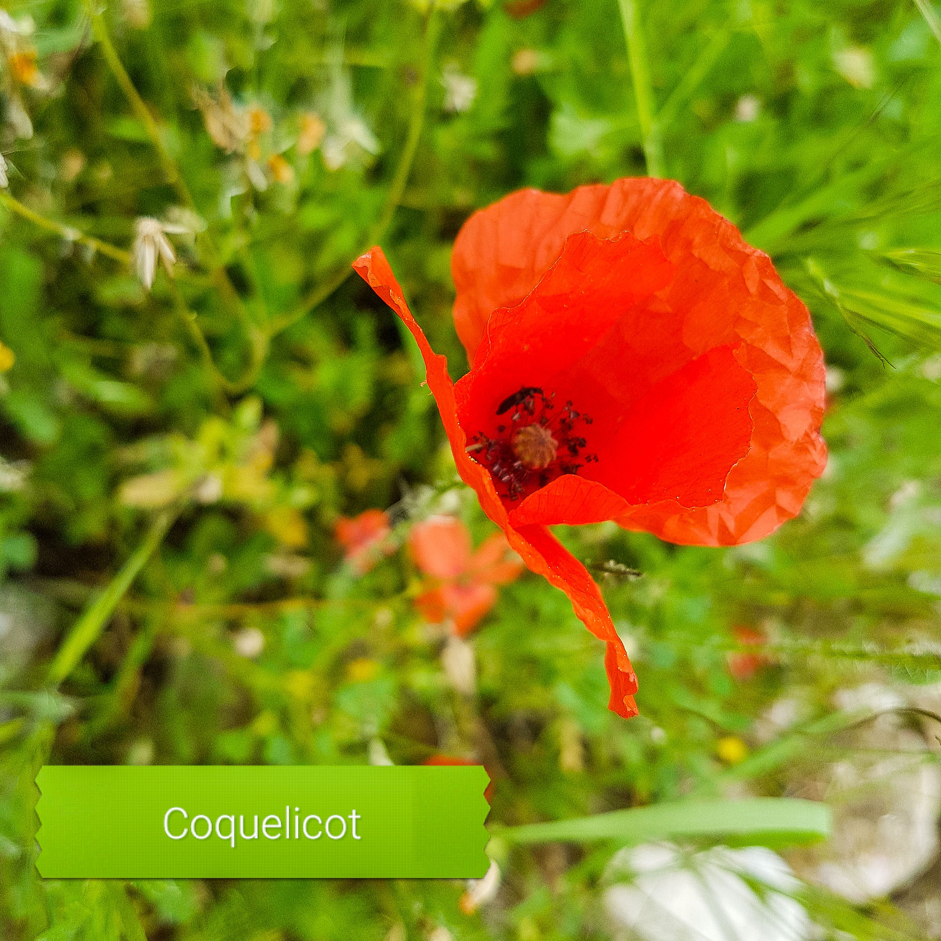 Coquelicot - plante médicinale et comestible des alpes maritimes