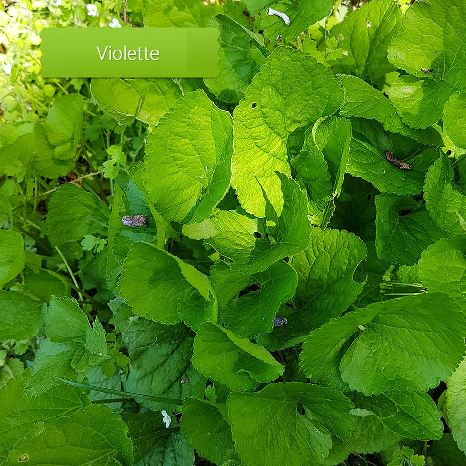 Violettes - fleurs comestibles, feuilles et racines médicinales 