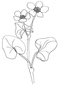 sumpfdotterblume.gif