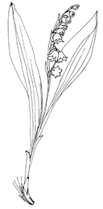 maigloeckchen.gif