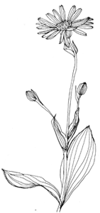 arnika.gif