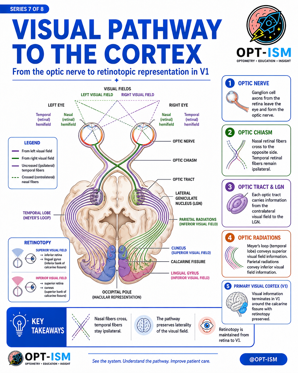Infographic titled Visual Pathway to the Cortex showing optic nerve, chiasm, tract, and V1 in a color-coded brain diagram.