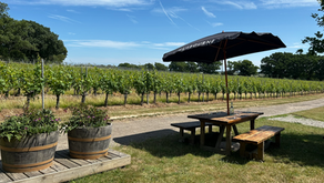 English vineyard in the sunshine