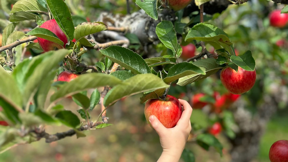 hand picking red apples in orchard