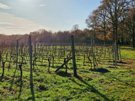 English vineyard in winter